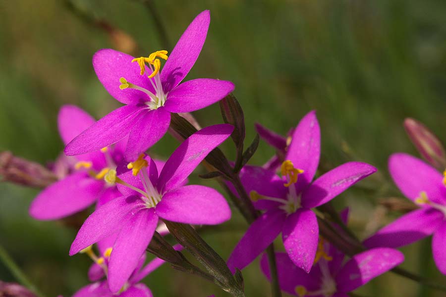 Centaurium grandiflorum \ Gro&szlig;bl&uuml;tiges Tausendg�ldenkraut / Large-Flowered Centaury, Sizilien/Sicily Enna 18.4.2016 (Photo: Uwe & Katja Grabner)