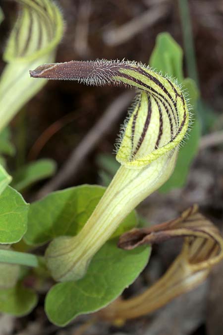Aristolochia clusii \ Clusius-Osterluzei / Green-Flowered Birthwort, Sizilien/Sicily Bosco di Santo Pietro (Caltagirone) 4.4.2015 (Photo: Uwe & Katja Grabner)
