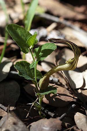 Aristolochia clusii \ Clusius-Osterluzei / Green-Flowered Birthwort, Sizilien/Sicily Bosco di Santo Pietro (Caltagirone) 4.4.2015 (Photo: Uwe & Katja Grabner)