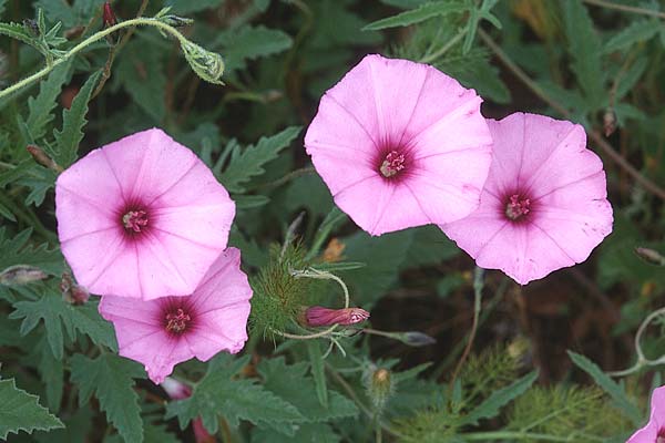 Convolvulus althaeoides \ Malvenbl�ttrige Winde / Mallow Bindweed, Sizilien/Sicily Vittoria 28.4.1998