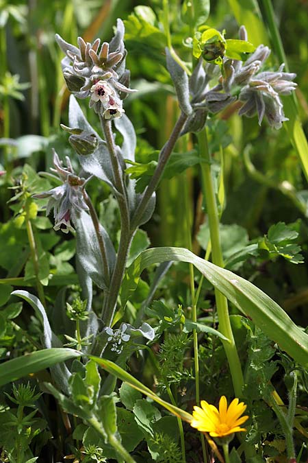 Cynoglossum cheirifolium \ Goldlackbl&auml;ttrige Hundszunge / Wallflower-Leaved Hound's-Tongue, Sizilien/Sicily Monte Grosso 29.3.2015 (Photo: Uwe & Katja Grabner)