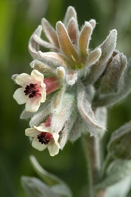 Cynoglossum cheirifolium \ Goldlackbl&auml;ttrige Hundszunge / Wallflower-Leaved Hound's-Tongue, Sizilien/Sicily Monte Grosso 29.3.2015 (Photo: Uwe & Katja Grabner)