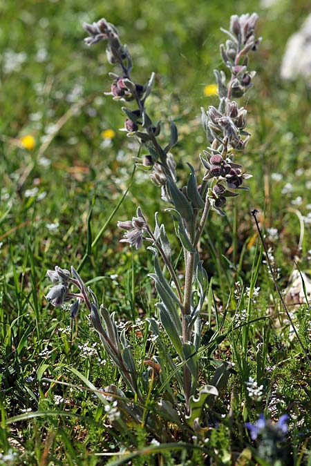 Cynoglossum cheirifolium \ Goldlackbl&auml;ttrige Hundszunge / Wallflower-Leaved Hound's-Tongue, Sizilien/Sicily Monte Grosso 29.3.2015 (Photo: Uwe & Katja Grabner)