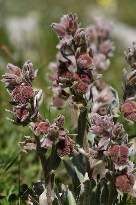 Cynoglossum cheirifolium \ Goldlackbl&auml;ttrige Hundszunge / Wallflower-Leaved Hound's-Tongue, Sizilien/Sicily Monte Grosso 29.3.2015 (Photo: Uwe & Katja Grabner)