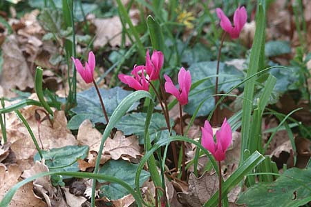 Cyclamen repandum \ Geschweiftbl�ttriges Alpenveilchen / Spring Cyclamen, Sizilien/Sicily Ficuzza 30.3.1998