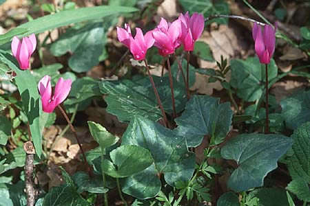 Cyclamen repandum \ Geschweiftbl�ttriges Alpenveilchen / Spring Cyclamen, Sizilien/Sicily Isnello 6.4.1998