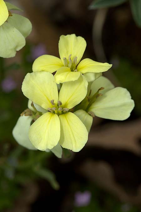 Erysimum bonannianum \ Bonannos Sch�terich / Bonanno Treacle Mustard, Sizilien/Sicily Madonie 23.4.2016 (Photo: Uwe & Katja Grabner)