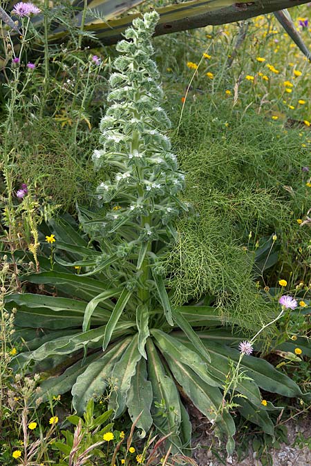 Echium italicum subsp. siculum \ Sizilianischer Natternkopf / Sicilian Bugloss, Sizilien/Sicily Segesta 21.4.2016 (Photo: Uwe & Katja Grabner)