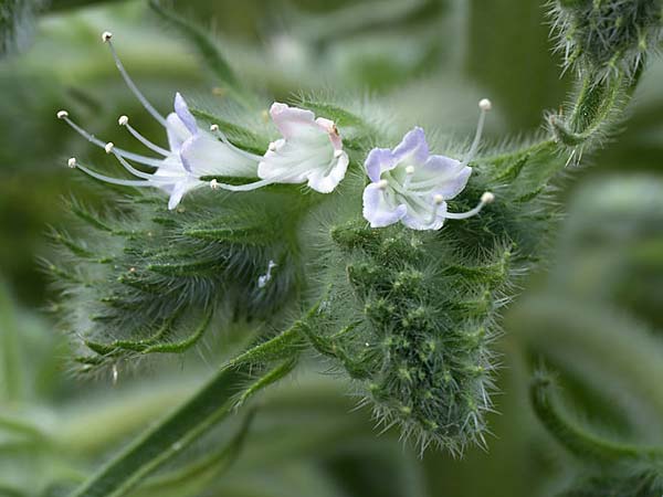 Echium italicum subsp. siculum \ Sizilianischer Natternkopf / Sicilian Bugloss, Sizilien/Sicily Segesta 21.4.2016 (Photo: Uwe & Katja Grabner)