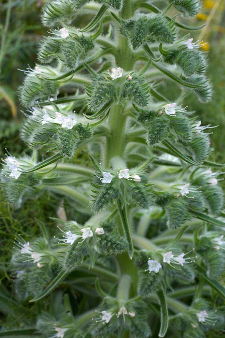 Echium italicum subsp. siculum \ Sizilianischer Natternkopf / Sicilian Bugloss, Sizilien/Sicily Segesta 21.4.2016 (Photo: Uwe & Katja Grabner)