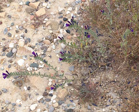 Echium sabulicola \ Strand-Natternkopf / Coastal Viper's Bugloss, Sizilien/Sicily Trapani 21.4.2016 (Photo: Uwe & Katja Grabner)
