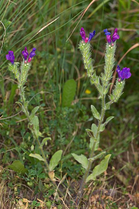 Echium sabulicola ? \ Strand-Natternkopf / Coastal Viper's Bugloss, Sizilien/Sicily Trapani 21.4.2016 (Photo: Uwe & Katja Grabner)