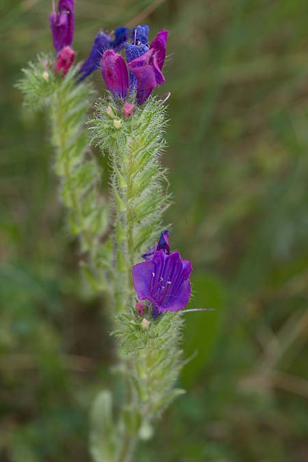 Echium sabulicola ? \ Strand-Natternkopf / Coastal Viper's Bugloss, Sizilien/Sicily Trapani 21.4.2016 (Photo: Uwe & Katja Grabner)