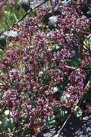 Fedia cornucopiae \ F&uuml;llhorn-Fedie / Horn of Plenty, Sizilien/Sicily Messina 29.3.1998