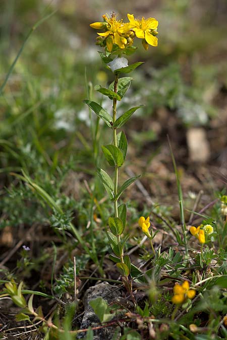 Hypericum perfoliatum \ Durchwachsenbl&auml;ttriges Johanniskraut / Perfoliate St. John's-Wort, Sizilien/Sicily Lago di Rosalia 27.4.2016 (Photo: Uwe & Katja Grabner)