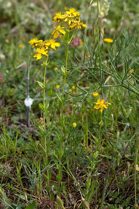 Hypericum perfoliatum \ Durchwachsenbl&auml;ttriges Johanniskraut / Perfoliate St. John's-Wort, Sizilien/Sicily Lago di Rosalia 27.4.2016 (Photo: Uwe & Katja Grabner)