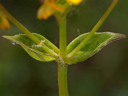 Hypericum perfoliatum \ Durchwachsenbl&auml;ttriges Johanniskraut / Perfoliate St. John's-Wort, Sizilien/Sicily Lago di Rosalia 27.4.2016 (Photo: Uwe & Katja Grabner)