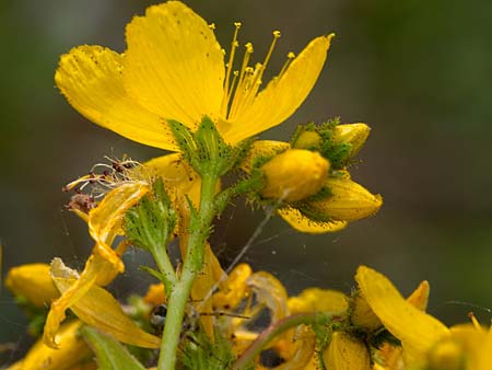 Hypericum perfoliatum \ Durchwachsenbl&auml;ttriges Johanniskraut / Perfoliate St. John's-Wort, Sizilien/Sicily Lago di Rosalia 27.4.2016 (Photo: Uwe & Katja Grabner)