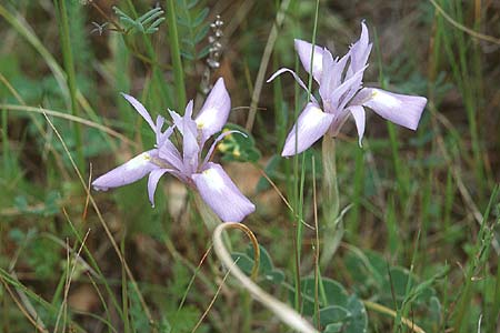 Moraea sisyrinchium \ Mittags-Schwertlilie, Kleine Sand-Iris / Barbary Nut Iris, Sizilien/Sicily Passo delle Pantanelle 31.3.1998