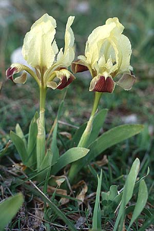 Iris pseudopumila \ Sizilianische Zwerg-Iris / Sicilian Dwarf Iris, Sizilien/Sicily Piano Battaglia 6.4.1998