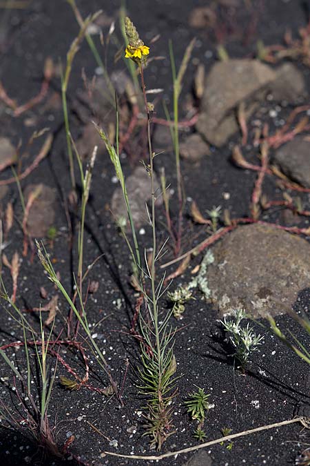 Linaria heterophylla \ Verschiedenbl&auml;ttriges Leinkraut / Variousleaf Toadflax, Sizilien/Sicily Linguaglossa 25.4.2016 (Photo: Uwe & Katja Grabner)
