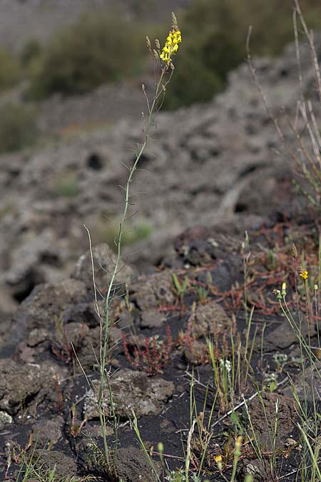 Linaria heterophylla \ Verschiedenbl&auml;ttriges Leinkraut / Variousleaf Toadflax, Sizilien/Sicily Linguaglossa 25.4.2016 (Photo: Uwe & Katja Grabner)