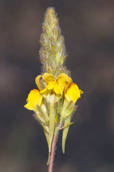 Linaria heterophylla \ Verschiedenbl&auml;ttriges Leinkraut / Variousleaf Toadflax, Sizilien/Sicily Linguaglossa 25.4.2016 (Photo: Uwe & Katja Grabner)