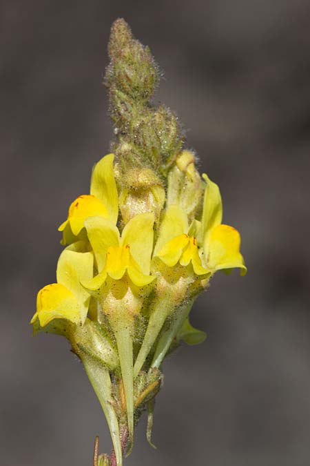 Linaria heterophylla \ Verschiedenbl&auml;ttriges Leinkraut / Variousleaf Toadflax, Sizilien/Sicily Linguaglossa 25.4.2016 (Photo: Uwe & Katja Grabner)