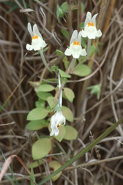 Linaria reflexa \ Zur&uuml;ckgebogenfr&uuml;chtiges Leinkraut / Reflexed-fruit Toadflax, Sizilien/Sicily Palermo,  Monte Catalfano 30.3.1998