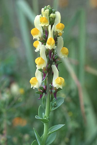 Linaria triphylla \ Dreibl&auml;ttriges Leinkraut / Three-Leaved Toadflax, Sizilien/Sicily Ferla 1.4.1998