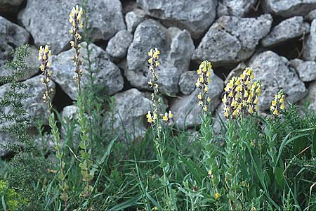 Linaria triphylla \ Dreibl&auml;ttriges Leinkraut / Three-Leaved Toadflax, Sizilien/Sicily Ferla 1.4.1998