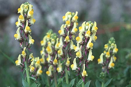 Linaria triphylla \ Dreibl&auml;ttriges Leinkraut / Three-Leaved Toadflax, Sizilien/Sicily Ferla 1.4.1998
