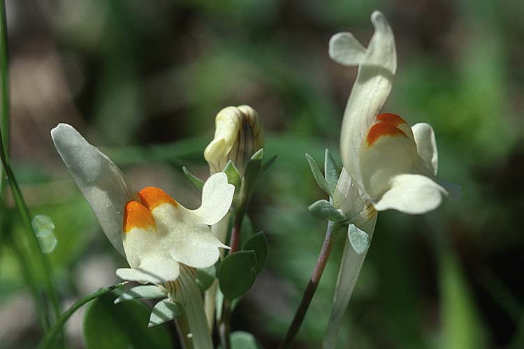 Linaria reflexa \ Zur&uuml;ckgebogenfr&uuml;chtiges Leinkraut / Reflexed-fruit Toadflax, Sizilien/Sicily Ferla 13.3.2002