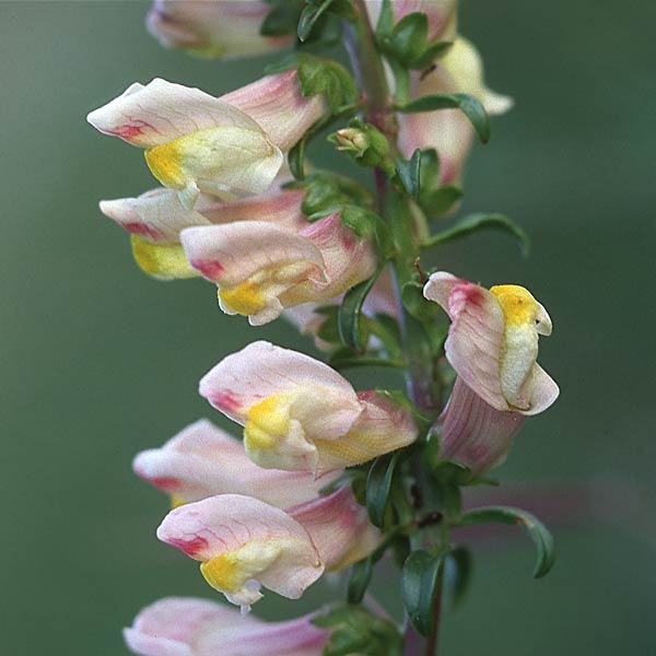 Antirrhinum siculum \ Sizilianisches L�wenmaul / Sicilian Snapdragon, Sizilien/Sicily Solarino 4.4.1998