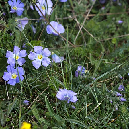 Linum punctatum \ Sizilianischer Lein / Sicilian Flax, Sizilien/Sicily Madonie 23.4.2016 (Photo: Uwe & Katja Grabner)