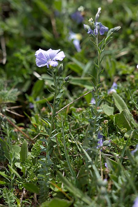 Linum punctatum \ Sizilianischer Lein / Sicilian Flax, Sizilien/Sicily Madonie 23.4.2016 (Photo: Uwe & Katja Grabner)