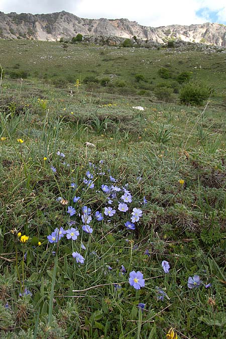 Linum punctatum \ Sizilianischer Lein / Sicilian Flax, Sizilien/Sicily Madonie 23.4.2016 (Photo: Uwe & Katja Grabner)
