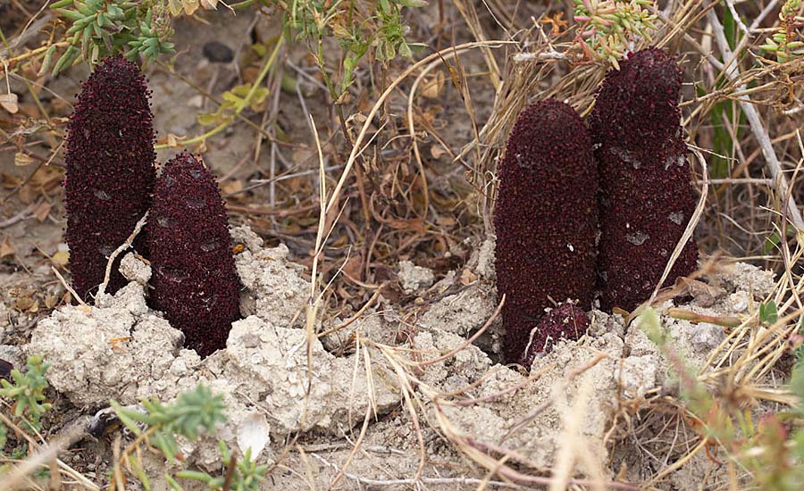 Cynomorium coccineum \ Malteserschwamm / Maltese Fungus, Desert Thumb, Sizilien/Sicily Trapani 21.4.2016 (Photo: Uwe & Katja Grabner)