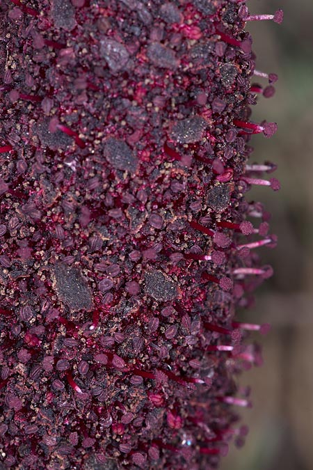 Cynomorium coccineum \ Malteserschwamm / Maltese Fungus, Desert Thumb, Sizilien/Sicily Trapani 21.4.2016 (Photo: Uwe & Katja Grabner)