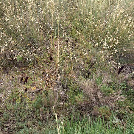 Cynomorium coccineum \ Malteserschwamm / Maltese Fungus, Desert Thumb, Sizilien/Sicily Trapani 21.4.2016 (Photo: Uwe & Katja Grabner)