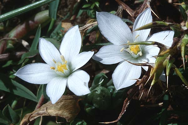 Ornithogalum exscapum \ Schaftloser Milchstern / White Star of Bethlehem, Sizilien/Sicily Albanesi 5.4.1998