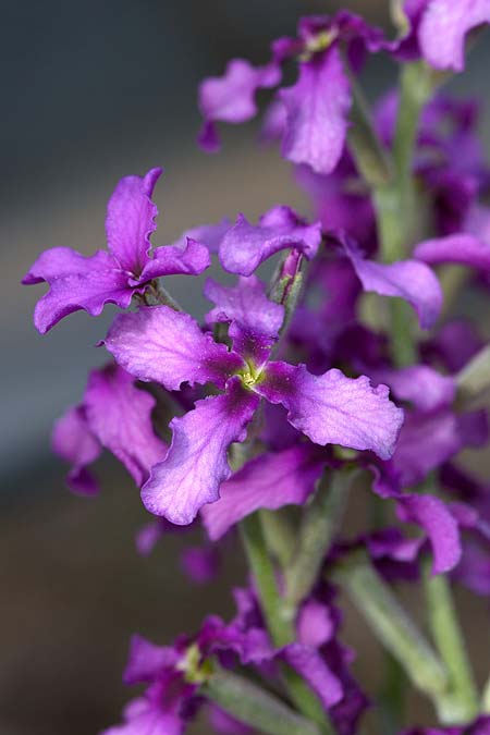 Matthiola fruticulosa \ Tr�be Levkoje, Kleine Levkoje / Sad Stock, Sizilien/Sicily Madonie 23.4.2016 (Photo: Uwe & Katja Grabner)
