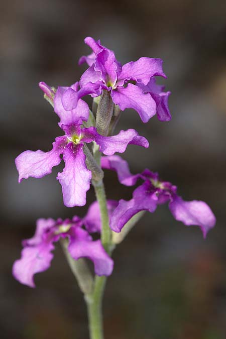 Matthiola fruticulosa \ Tr�be Levkoje, Kleine Levkoje / Sad Stock, Sizilien/Sicily Madonie 23.4.2016 (Photo: Uwe & Katja Grabner)