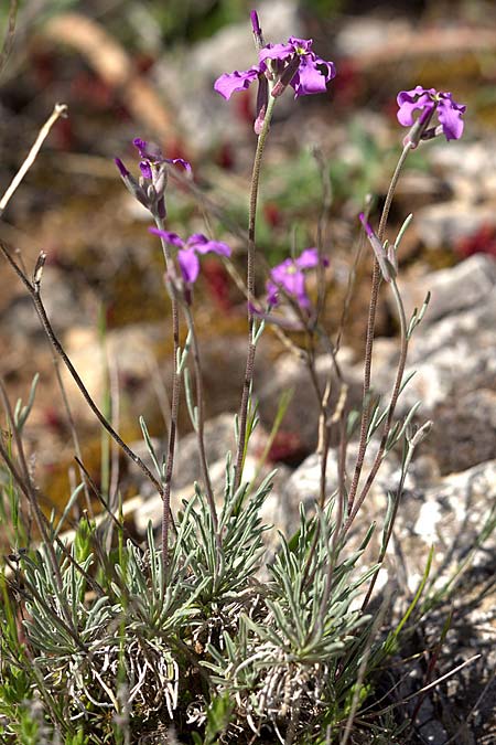 Matthiola fruticulosa \ Tr�be Levkoje, Kleine Levkoje / Sad Stock, Sizilien/Sicily Madonie 23.4.2016 (Photo: Uwe & Katja Grabner)