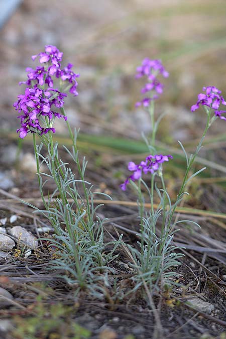 Matthiola fruticulosa \ Tr�be Levkoje, Kleine Levkoje / Sad Stock, Sizilien/Sicily Madonie 23.4.2016 (Photo: Uwe & Katja Grabner)