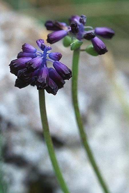 Muscari lafarinae \ La-Farina Traubenhyazinthe / La-Farina Hyacinth, Sizilien/Sicily Palermo,  Monte Catalfano 30.3.1998