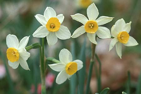 Narcissus tazetta \ Tazette / Bunch-flowered Narcissus, Sizilien/Sicily Ficuzza 30.3.1998