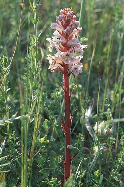 Orobanche crenata \ Gez&auml;hnelte Sommerwurz, Kerbige Sommerwurz / Carnation-scented Broomrape, Sizilien/Sicily Ferla 27.4.1998