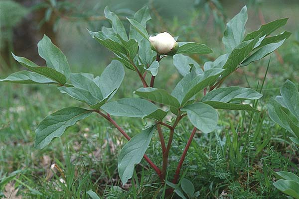 Paeonia clusii subsp. clusii \ Wei&szlig;e Pfingstrose / White Peony, Sizilien/Sicily Ficuzza 30.3.1998