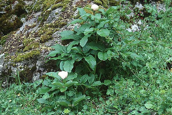 Paeonia clusii subsp. clusii \ Wei&szlig;e Pfingstrose / White Peony, Sizilien/Sicily Piano Zucchi 1.5.1998